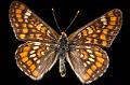 euphydryas maturna